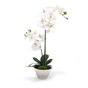 Orhideja B