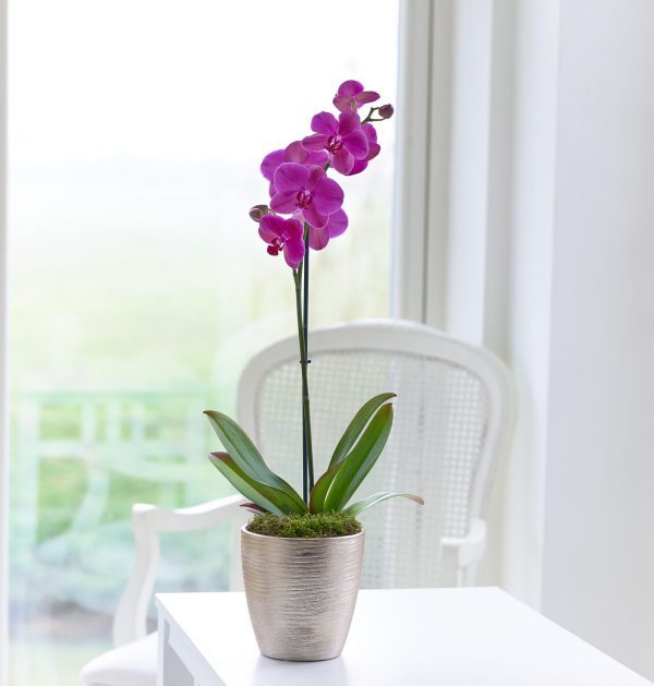 orhideja sarajevo
